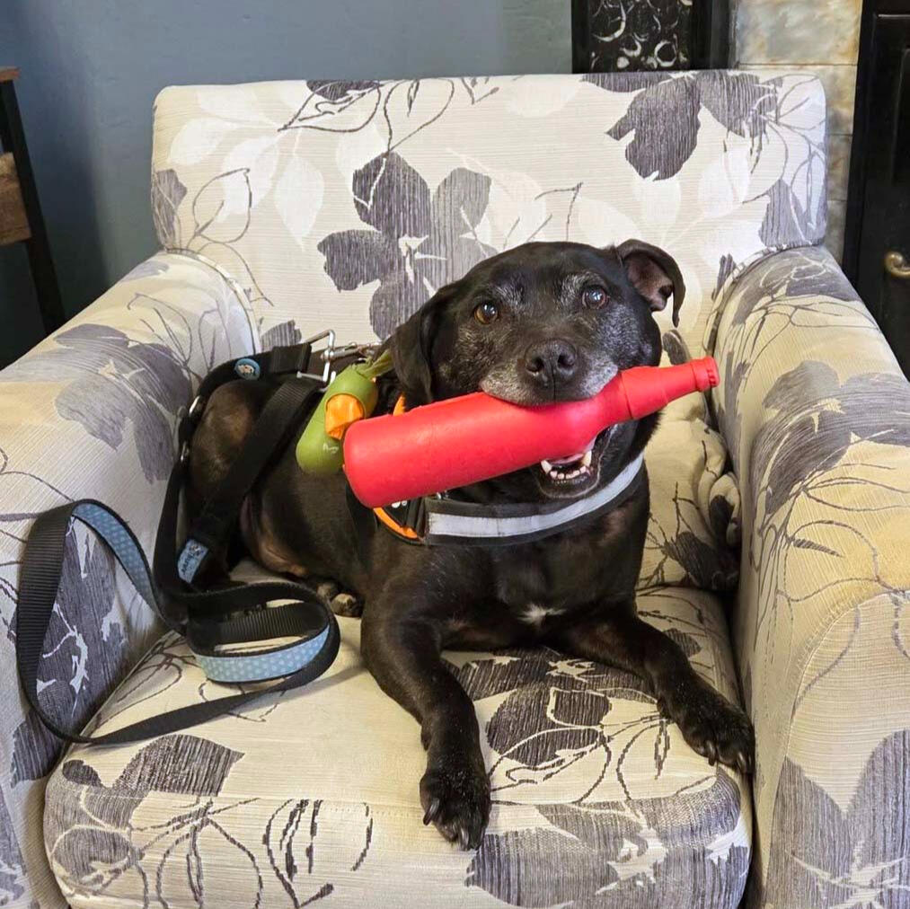 An old black crossbreed dog sitting in a chair smiling with his toy red bottle